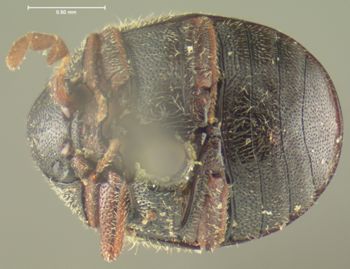 Media type: image;   Entomology 3652 Aspect: habitus ventral view